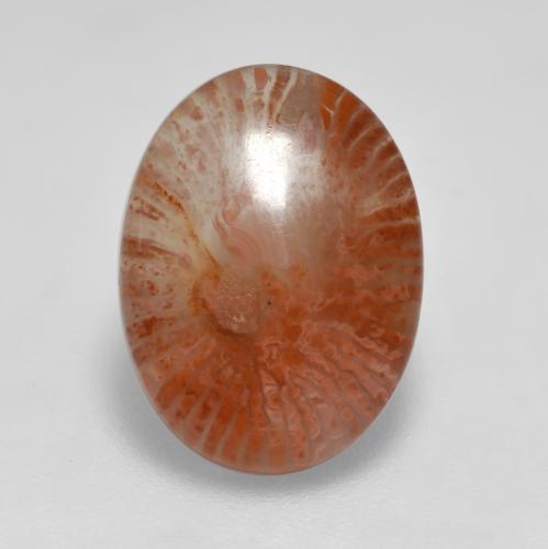 3.76 ct Multicolor Coral Stone, Natural Coral in Oval Cabochon Shape for Sale