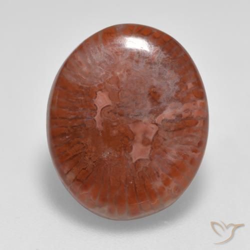 Multicolor Coral Gem - 7.8ct Oval Cabochon (ID: 566220)