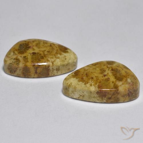 Coral Gemstones in 17.6 x 11.4 mm Size for Sale, Coral Stones in Multicolor Color
