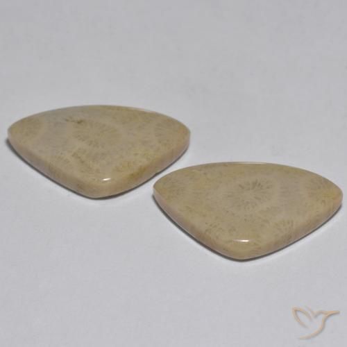 Coral Gemstones in 20.8 x 13.9 mm Size for Sale, Coral Stones in Multicolor Color
