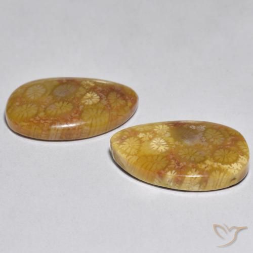Coral Gemstones in 19.6 x 12.3 mm Size for Sale, Coral Stones in Multicolor Color