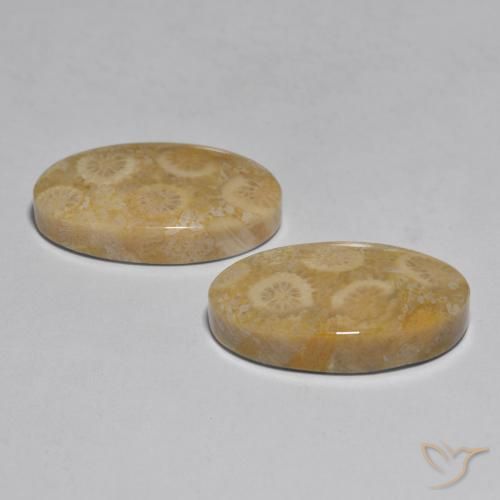 Coral Gemstones in 22.1 x 13.2 mm Size for Sale, Coral Stones in Multicolor Color