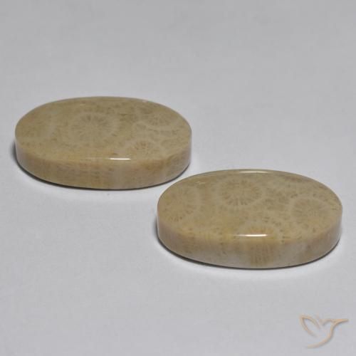 Coral Gemstones in 20.3 x 12.3 mm Size for Sale, Coral Stones in Multicolor Color