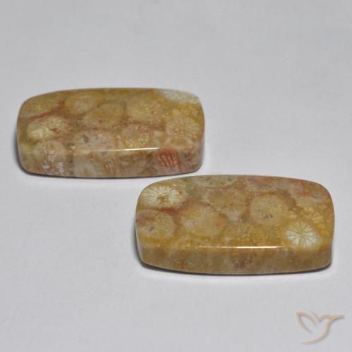 Coral Gemstones in 22.3 x 12.8 mm Size for Sale, Coral Stones in Multicolor Color