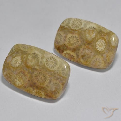 24.97 ctw Multicolor Coral Stones, Natural Coral in Cushion Cabochon Shape for Sale