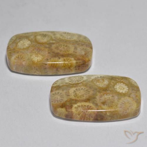 Coral Gemstones in 20.7 x 13.6 mm Size for Sale, Coral Stones in Multicolor Color
