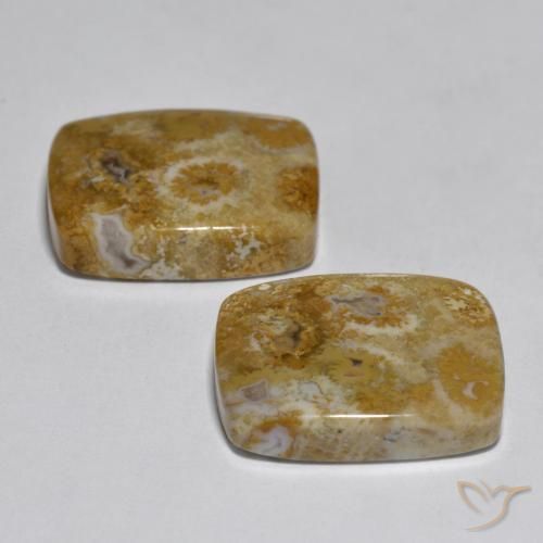 Coral Gemstones in 18.9 x 15.2 mm Size for Sale, Coral Stones in Multicolor Color