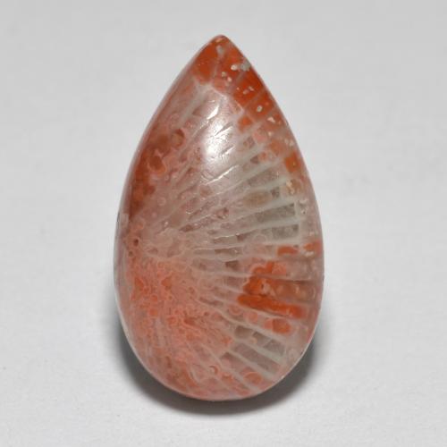 Multicolor Coral Gem - 5.7ct Pear Cabochon (ID: 566540)