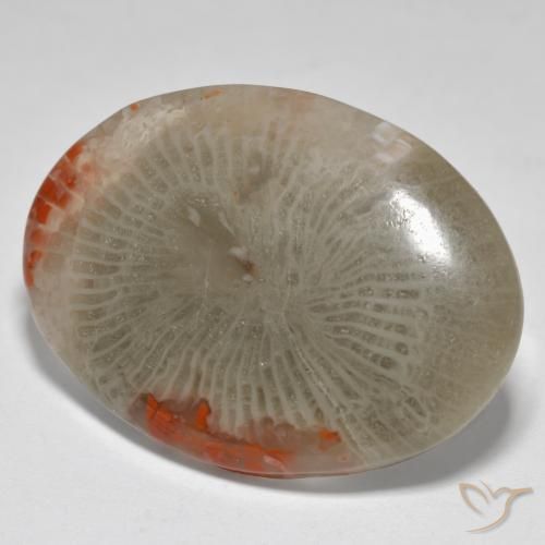 17.43 ct Multicolor Coral Stone, Natural Coral in Oval Cabochon Shape for Sale