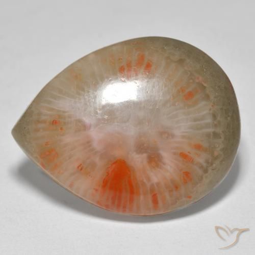 16.37 ct Multicolor Coral Stone, Natural Coral in Pear Cabochon Shape for Sale