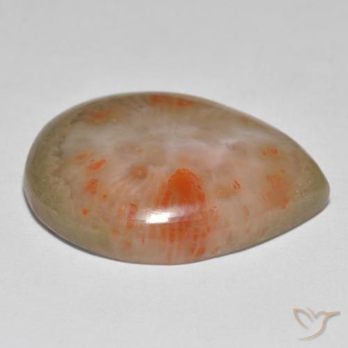 Coral Gemstone in 22.7 x 17.9 mm Size for Sale, Coral Stone in Multicolor Color