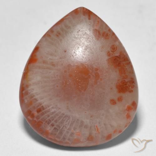 Multicolor Coral Gem - 11.2ct Pear Cabochon (ID: 566694)