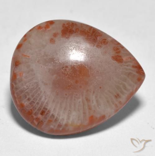11.24 ct Multicolor Coral Stone, Natural Coral in Pear Cabochon Shape for Sale