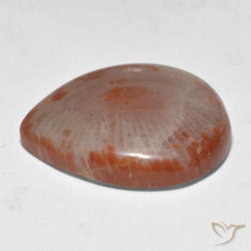 Coral Gemstone in 19.1 x 16.3 mm Size for Sale, Coral Stone in Multicolor Color