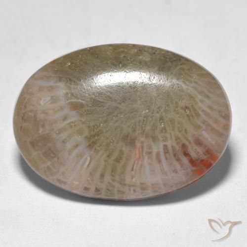 12.89ct Natural Multicolor Coral, Oval, Translucent