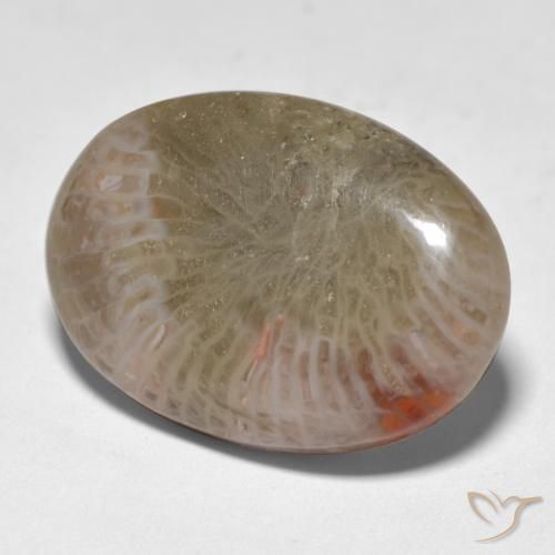 12.89 ct Multicolor Coral Stone, Natural Coral in Oval Cabochon Shape for Sale