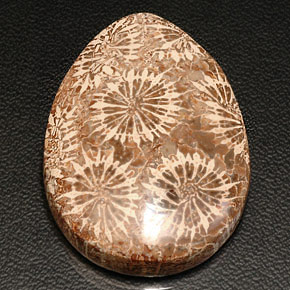 42.11 ct Multicolor Fossil Coral Gemstone, Fossil Coral Gem in Pear Cabochon Shape for Sale.