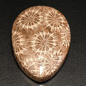 42.11 ct Multicolor Fossil Coral Stone, Natural Fossil Coral in Pear Cabochon Shape for Sale