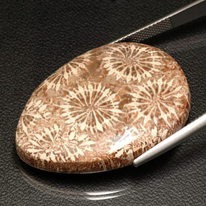 Fossil Coral Gemstone in 34.4 x 25 mm Size for Sale, Fossil Coral Stone in Multicolor Color