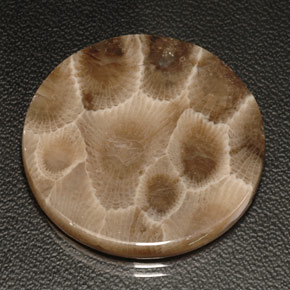 18.94 ct Multicolor Fossil Coral Gemstone, Fossil Coral Gem in Round Cabochon Shape for Sale.