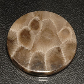 18.94 ct Multicolor Fossil Coral Stone, Natural Fossil Coral in Round Cabochon Shape for Sale