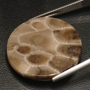 Fossil Coral Gemstone in 26 mm Size for Sale, Fossil Coral Stone in Multicolor Color