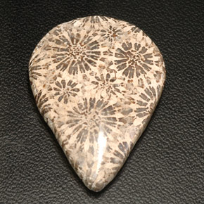 25.04 ct Multicolor Fossil Coral Gemstone, Fossil Coral Gem in Pear Cabochon Shape for Sale.