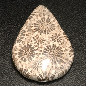 25.04 ct Multicolor Fossil Coral Stone, Natural Fossil Coral in Pear Cabochon Shape for Sale