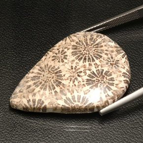 Fossil Coral Gemstone in 32.1 x 23.3 mm Size for Sale, Fossil Coral Stone in Multicolor Color