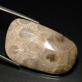 31.46 ct Multicolor Fossil Coral Gemstone, Fossil Coral Gem in Fancy Cabochon Shape for Sale.