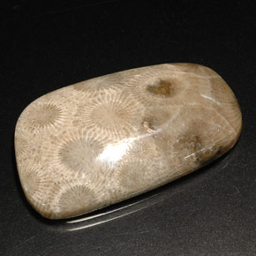31.46 ct Multicolor Fossil Coral Stone, Natural Fossil Coral in Fancy Cabochon Shape for Sale
