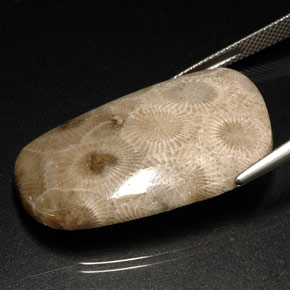Fossil Coral Gemstone in 34.3 x 20.9 mm Size for Sale, Fossil Coral Stone in Multicolor Color