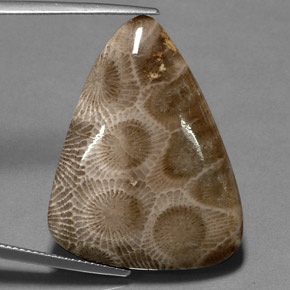28.03 ct Multicolor Fossil Coral Gemstone, Fossil Coral Gem in Fancy Cabochon Shape for Sale.