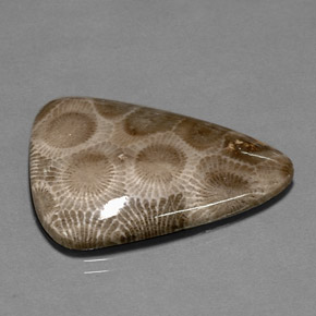 28.03 ct Multicolor Fossil Coral Stone, Natural Fossil Coral in Fancy Cabochon Shape for Sale