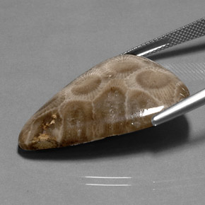 Fossil Coral Gemstone in 31.5 x 24.4 mm Size for Sale, Fossil Coral Stone in Multicolor Color