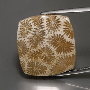 24.22 ct Multicolor Fossil Coral Gemstone, Fossil Coral Gem in Square Cabochon Shape for Sale.
