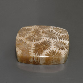 24.22 ct Multicolor Fossil Coral Stone, Natural Fossil Coral in Square Cabochon Shape for Sale