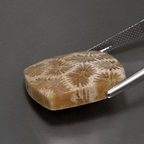 Fossil Coral Gemstone in 22.3 x 21 mm Size for Sale, Fossil Coral Stone in Multicolor Color