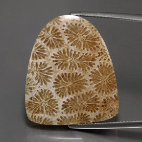 25.71 ct Multicolor Fossil Coral Gemstone, Fossil Coral Gem in Fancy Cabochon Shape for Sale.