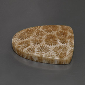 25.71 ct Multicolor Fossil Coral Stone, Natural Fossil Coral in Fancy Cabochon Shape for Sale