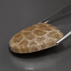 Fossil Coral Gemstone in 27.4 x 23.4 mm Size for Sale, Fossil Coral Stone in Multicolor Color