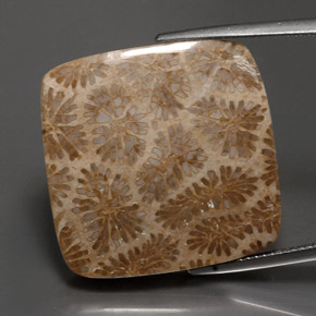 28.62 ct Multicolor Fossil Coral Gemstone, Fossil Coral Gem in Square Cabochon Shape for Sale.