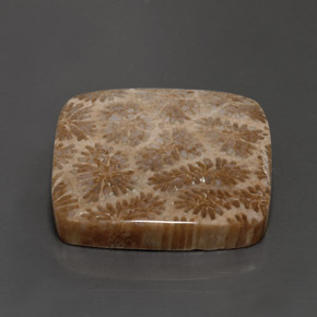 28.62 ct Multicolor Fossil Coral Stone, Natural Fossil Coral in Square Cabochon Shape for Sale