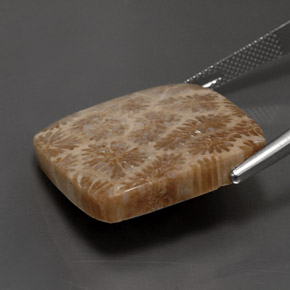 Fossil Coral Gemstone in 23.6 x 23.2 mm Size for Sale, Fossil Coral Stone in Multicolor Color