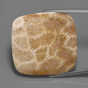 45.27 ct Multicolor Fossil Coral Gemstone, Fossil Coral Gem in Cushion Cabochon Shape for Sale.