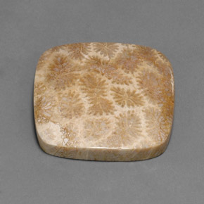 45.27 ct Multicolor Fossil Coral Stone, Natural Fossil Coral in Cushion Cabochon Shape for Sale