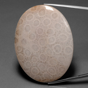 93.67 ct Multicolor Fossil Coral Gemstone, Fossil Coral Gem in Oval Cabochon Shape for Sale.