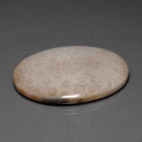 93.67 ct Multicolor Fossil Coral Stone, Natural Fossil Coral in Oval Cabochon Shape for Sale