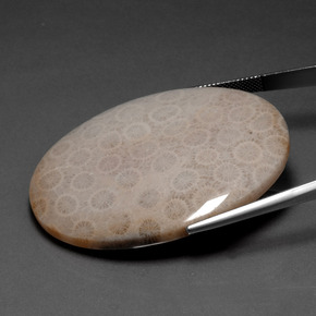 Fossil Coral Gemstone in 49.2 x 37.7 mm Size for Sale, Fossil Coral Stone in Multicolor Color