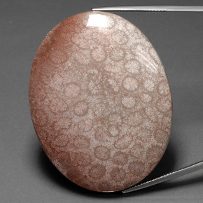 91.59 ct Multicolor Fossil Coral Gemstone, Fossil Coral Gem in Oval Cabochon Shape for Sale.